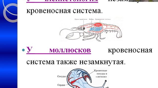 Тиббий биология кафедраси Медицинская биология фанидан Онтофилогенез органов систем мавзуси смотреть онлайн