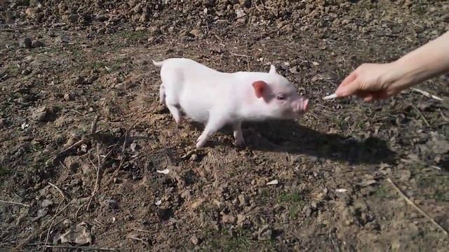 Маленькая Дженифер?Минипиги, минипиг, микропиги, микропиг, minipig, micropig, питомник, Рязань смотреть онлайн