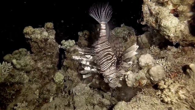 Red Sea Lion Fish\diving in Egypt\Dahab\Night dive\Дайвинг в Дахабе\Крылатка охотится смотреть онлайн