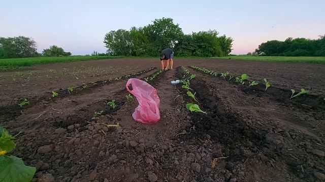 посадка поздней капусты в ряд! смотреть онлайн