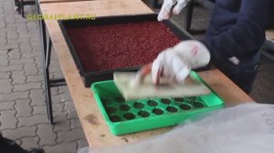 Процесс производства плитки из резиновой крошки, рецепт резиновой плитки GlobalPlant.ru