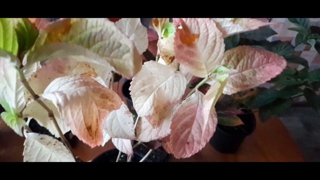 Анабель.Обзор посылки ( 2)??? .Сдек потерял посылку ?♀️??♀️. 7 дней в пути. смотреть онлайн