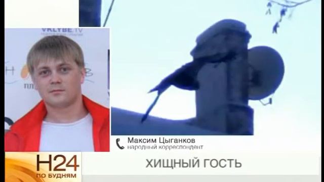 Народный корреспондент: хищный гость. смотреть онлайн