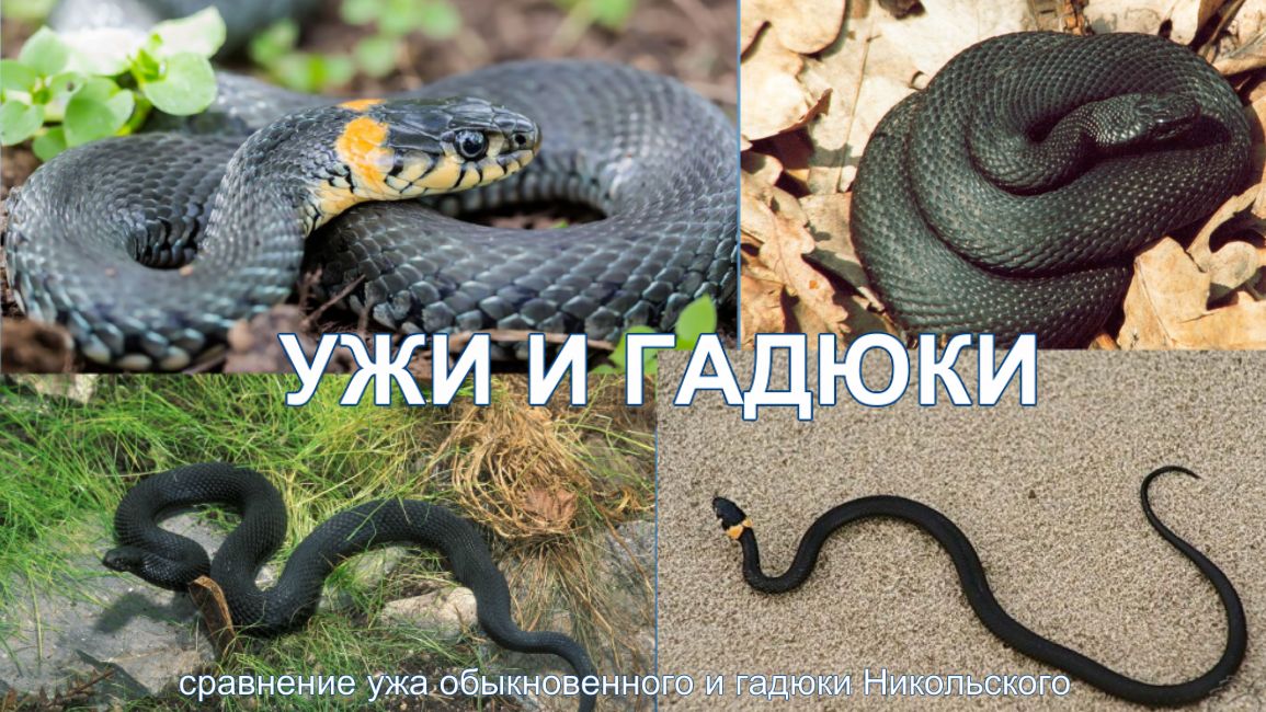 Ужи и гадюки. смотреть онлайн