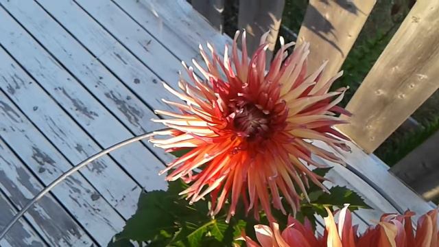 Sunset and Dahlia Akita etc смотреть онлайн