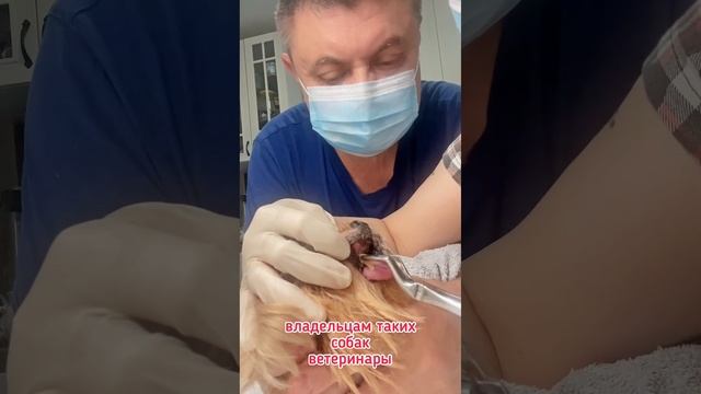 Удаление зубов собаке #ветгигиенист #чистказубовсобакам смотреть онлайн