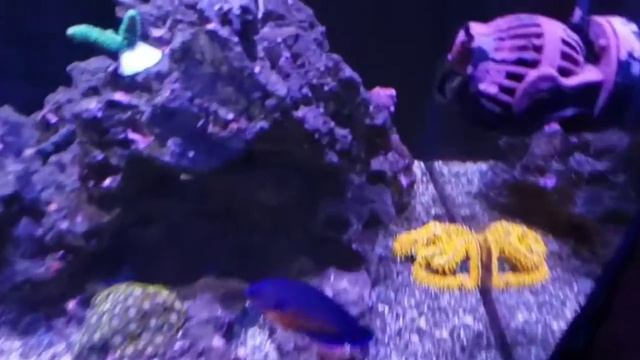Cobalt Aquatics C-Vue 40 Episode 4 смотреть онлайн