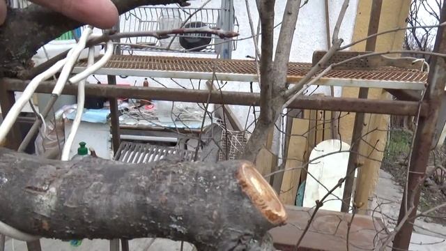 3.5 Обрезка и чистка ветвей от лишайников 2 смотреть онлайн
