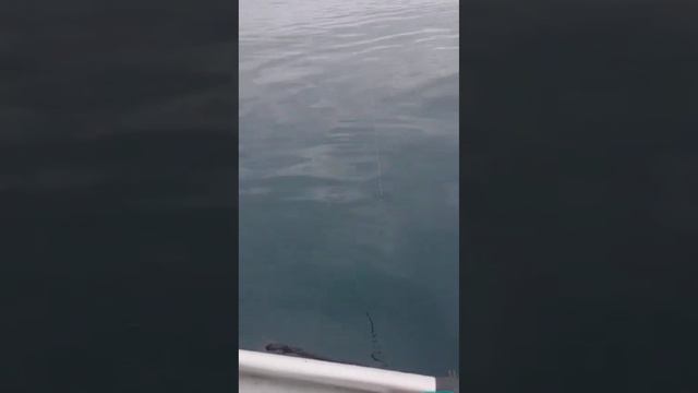 Поймали огромную рыбу смотреть онлайн