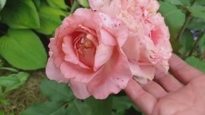 РОЗЫ бело-розовые, спрей, Бонита Ренессанс, Коралл Желе