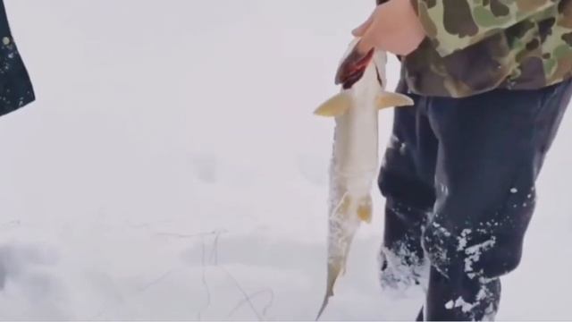 Рыбалка с палаткой,готовлю на костре смотреть онлайн