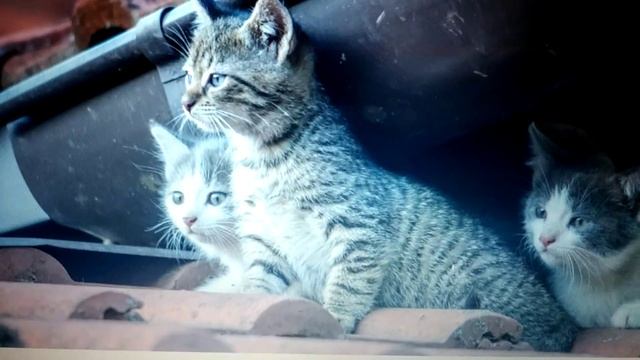 Котята на крыше.Стихи для детей. смотреть онлайн