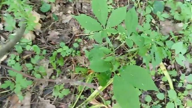 ЖЕНЬШЕНЬ. ЛЕСНАЯ ГРЯДКА смотреть онлайн