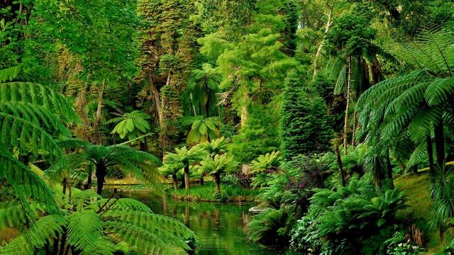 Пение птиц, звуки природы | 30 минут удовольствия смотреть онлайн