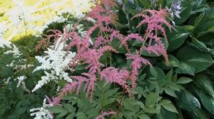 Кто то еще не любит астильбу?!?  Ох, зря...  ) О сочетаниях сортов астильбы в моем саду.