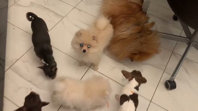 Утренний перекус морковочкой. смотреть онлайн