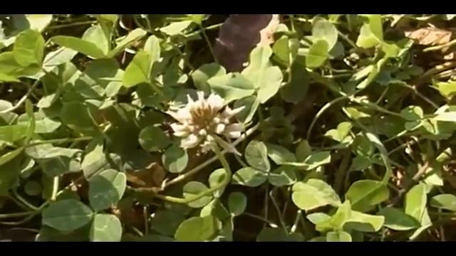 White Dutch Clover Trifolium Repens ~ LuminEarth's How To Identify Wild Edible & Medicinal Plants