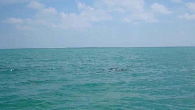 Dolphin wave смотреть онлайн