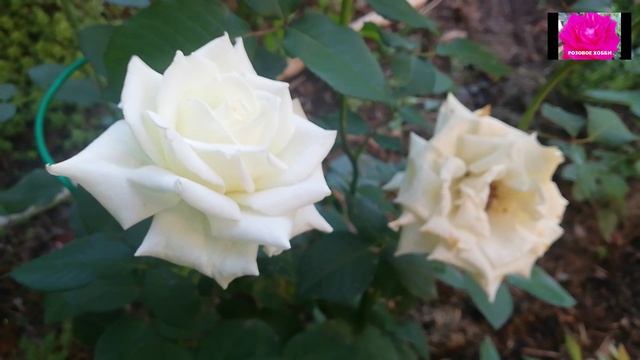 РОЗЫ. НАЧИНАЮЩИМ. УХОД ЗА ПЕРВОГОДКАМИ. смотреть онлайн