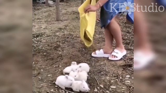 ❣️TOP Funniest and Cutest animals @kdstudio9274   I САмые милые и смешные животные и малыши 19 смотреть онлайн