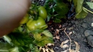 ГИБРИД ТОМАТА МАЛЬВА /ОСЕННИЙ ОБОРОТ /ОБЗОР