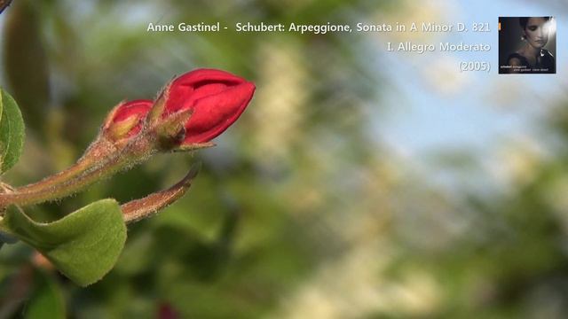Anne Gastinel - Schubert: Arpeggione, Sonata in A Minor D. 821 I. Allegro Moderato (2005) смотреть онлайн