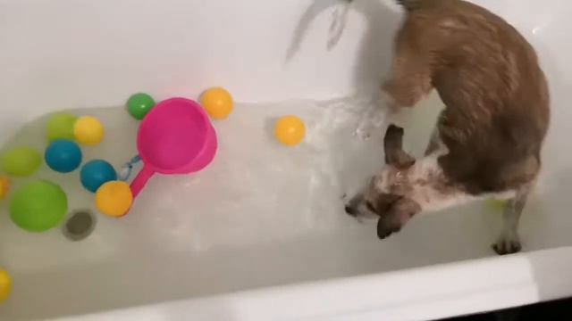 Щенок и кот все вместе в ванной.🤣 смотреть онлайн