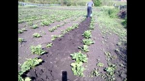 Культивация междурядий картофеля мотоблоком Нева стандартными фрезами