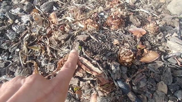 Growing Red Lion Amaryllis from bulbs смотреть онлайн