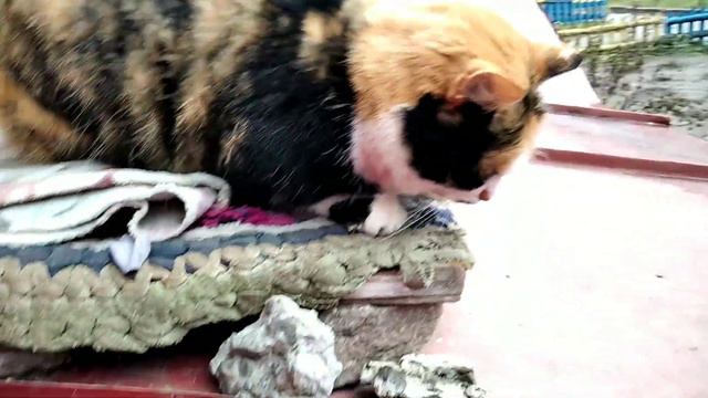 Спасение животных. Кто живёт у нас возле подъезда. Купили немного корма. смотреть онлайн