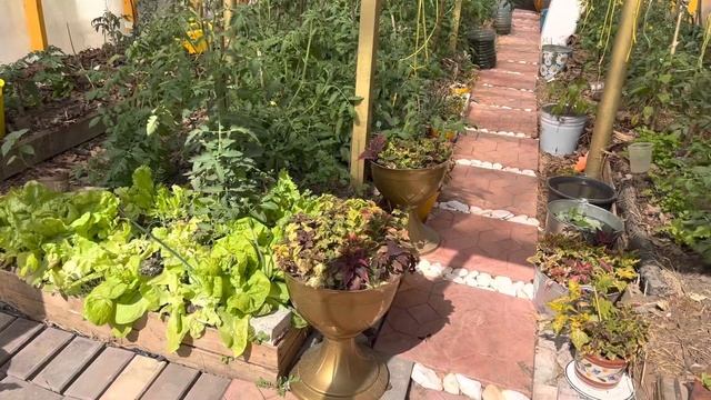 Красивые гортензии для Москвы и Подмосковья смотреть онлайн