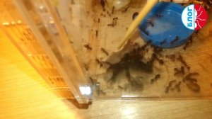 Муравьи Messor structor vs Xylocopa valga