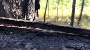 Кулёмка на соболя. Устройство и принцип работы.