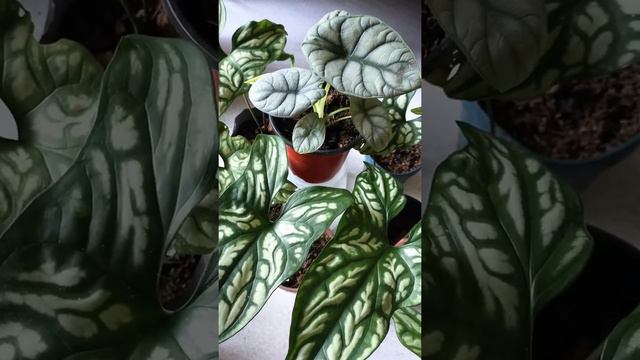 MOTHER OF DRAGONS [Alocasia Silver Dragon and Philodendron Cercestis Mirabilis] смотреть онлайн