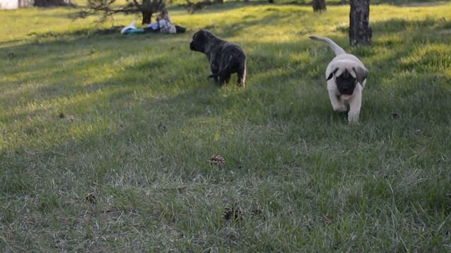 English Mastiff puppies 2 months , щенки Английского Мастифа смотреть онлайн
