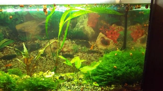 Аквариум - 22 года без перезапуска. смотреть онлайн