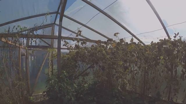 Дешевая большая теплица из бруса / Короткий обзор после 2 лет смотреть онлайн