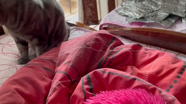 ВЛОГ. День Рождения подруги, знакомство с моими питомцами, покупки Летуаль. смотреть онлайн