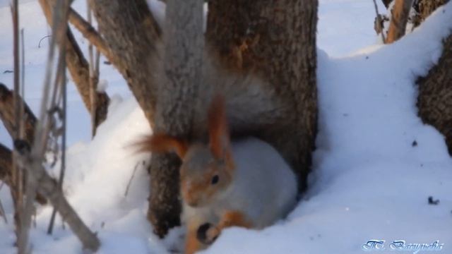 Белки в парке. Зимние сценки. Съёмка 15.12.2020 смотреть онлайн