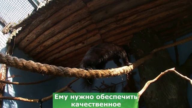 Соболь - не домашнее животное ⚡ смотреть онлайн