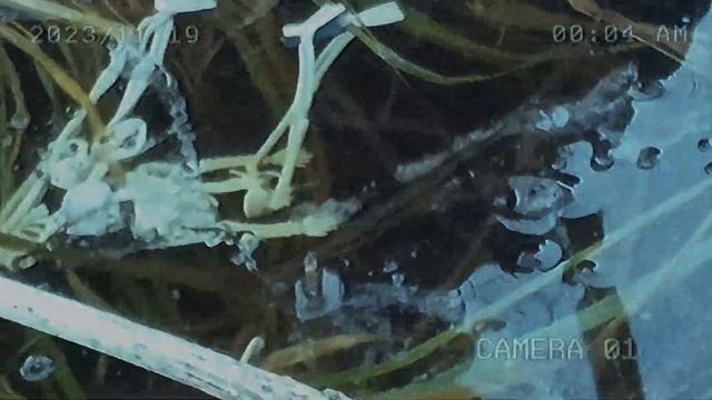 Видео из 2091 смотреть онлайн