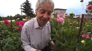 Селекция георгинов. Последний император-Дороганов О.А.