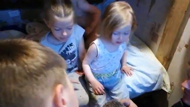 Настоящий живой Ежик! Классно! смотреть онлайн