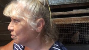 Разведение перепелов с нуля !