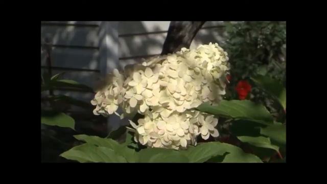 Гортензии с Еленой Корниловой смотреть онлайн