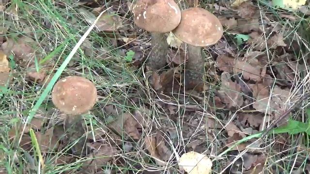 Подберезовики целая поляна! Грибы. Лес. смотреть онлайн