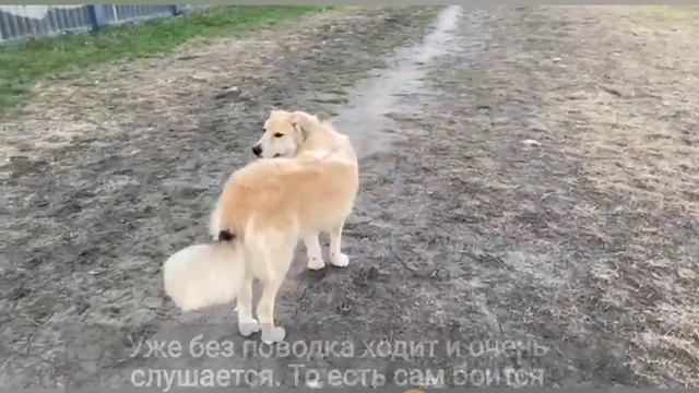 Цезарь после 7 месяцев в новом доме смотреть онлайн