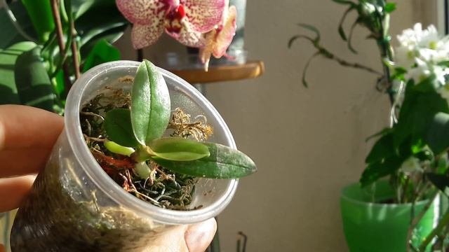 #ОРХИДЕЯ не развивается, не погибает/Корни растут и гниют/ЧТО ДЕЛАТЬ?/Реанимация/Максим и Фитолавин смотреть онлайн