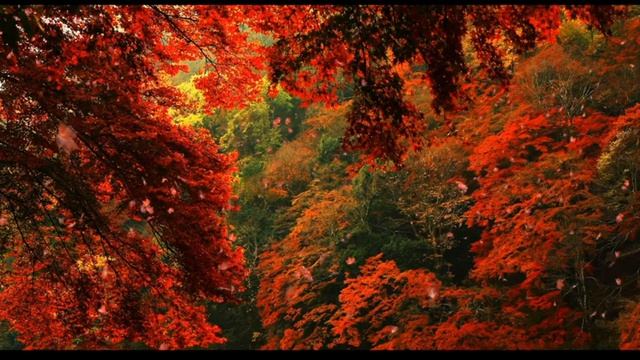 2 Hour Chopin Piano Music - Eb Nocturne - 4 different keys - Relaxation Music - Autumn feel смотреть онлайн