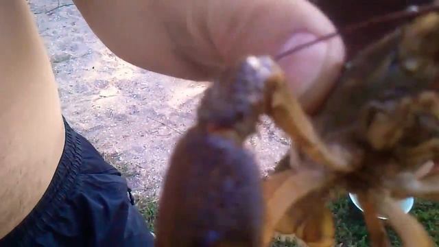 Рака на удочку! Кусается?!!